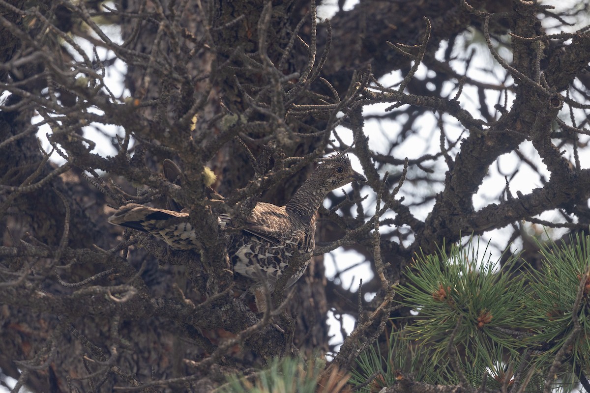 Dusky Grouse - ML621878582