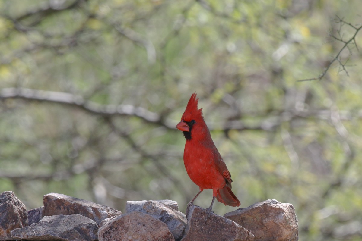 Northern Cardinal - ML621878595