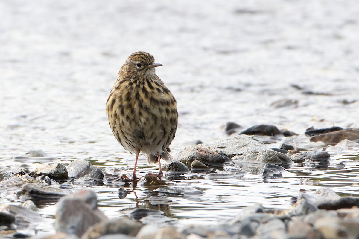 South Georgia Pipit - ML621878610