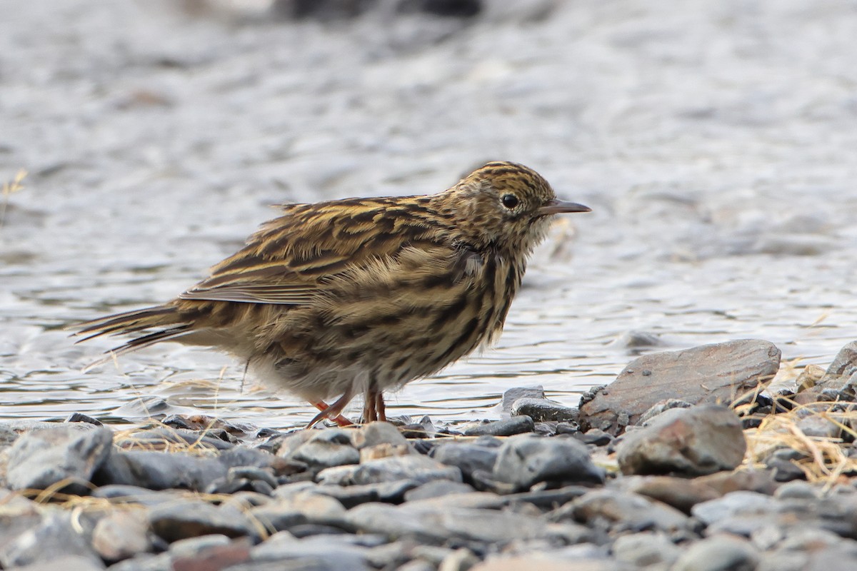 South Georgia Pipit - ML621878611