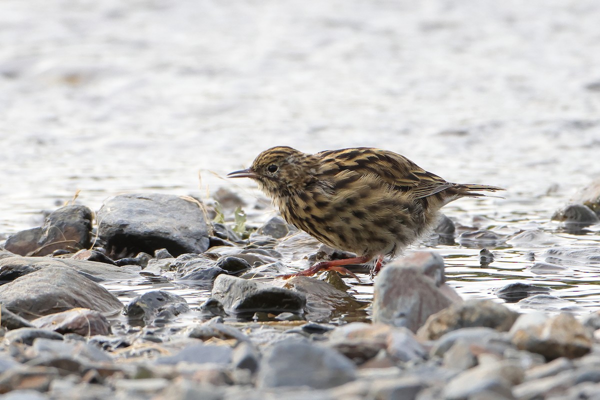 South Georgia Pipit - ML621878613