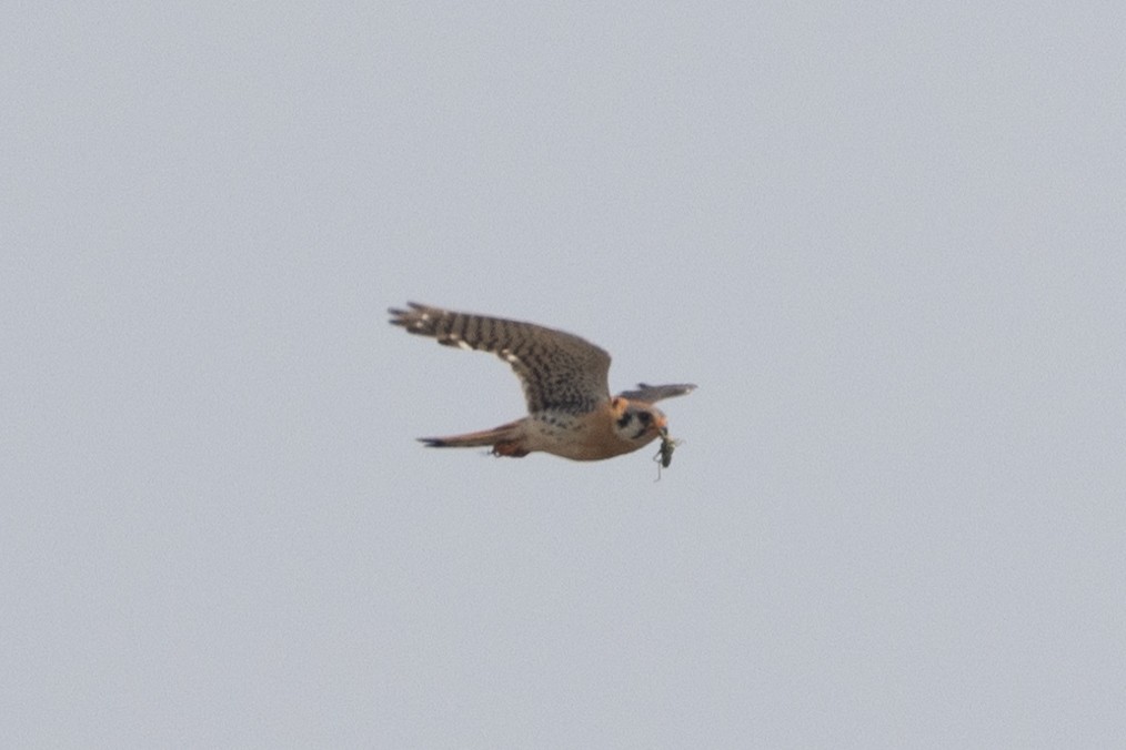 American Kestrel - ML621878619