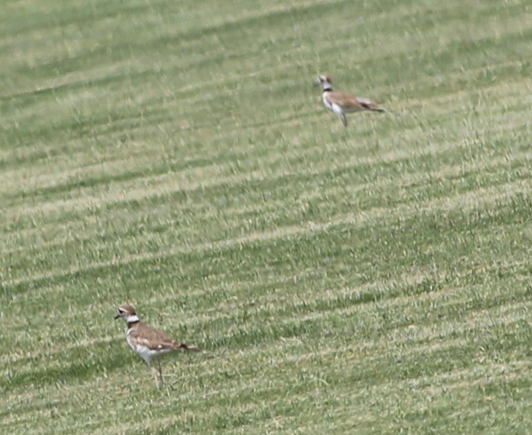 Killdeer - ML621878633