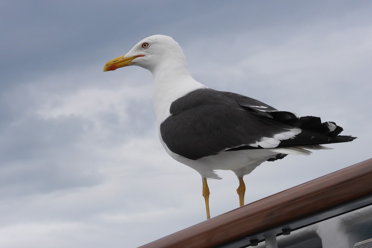 Lesser Black-backed Gull - Juan Manuel Pérez de Ana