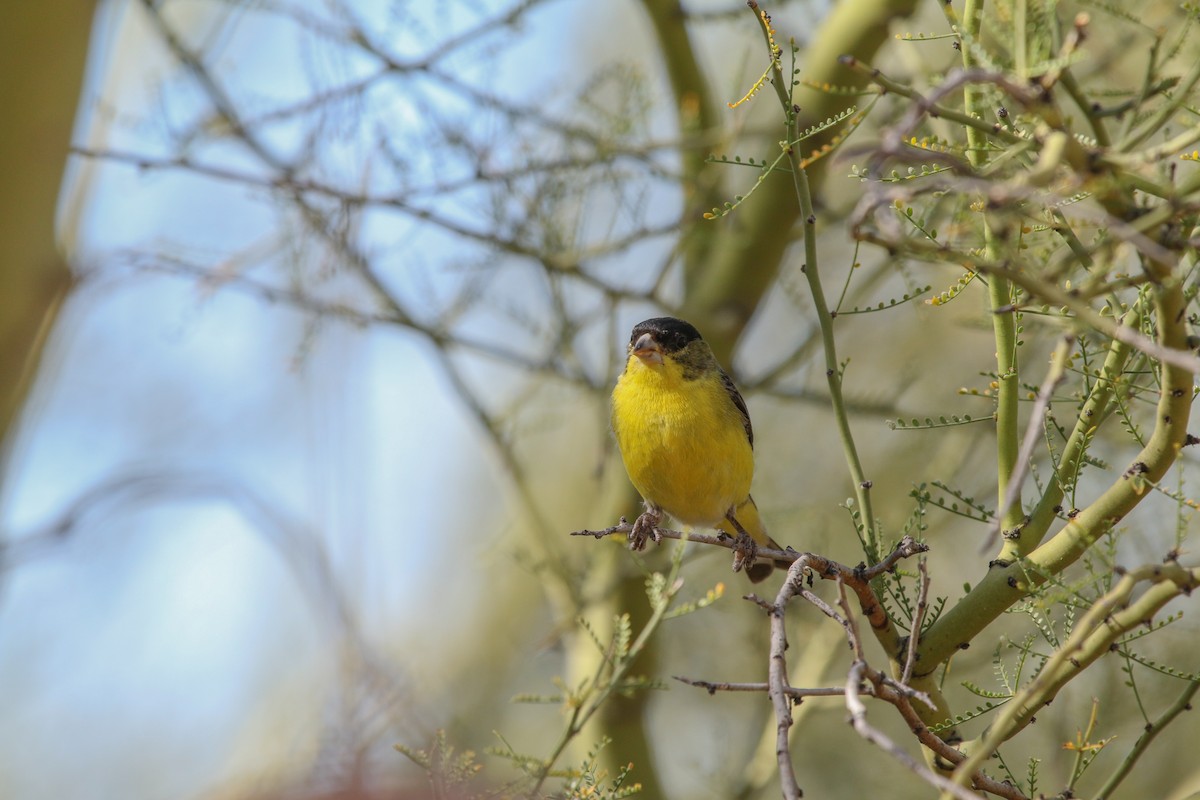 Lesser Goldfinch - ML621878650