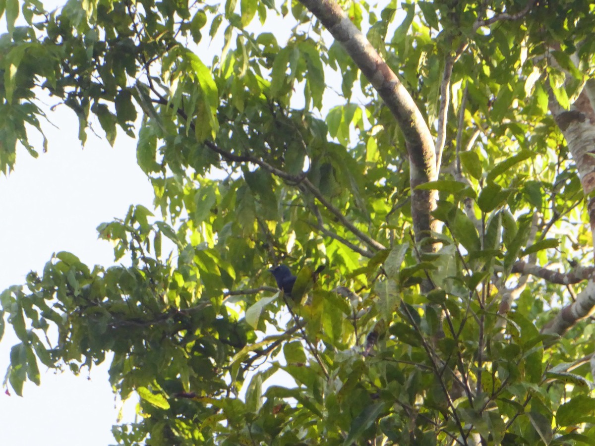 Emperor Fairywren - ML621878657