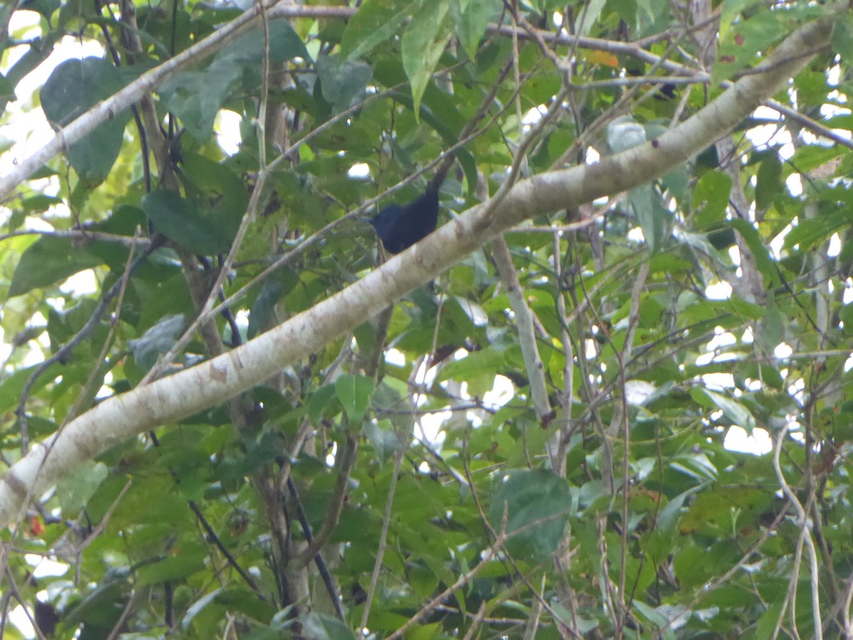 Emperor Fairywren - ML621878658