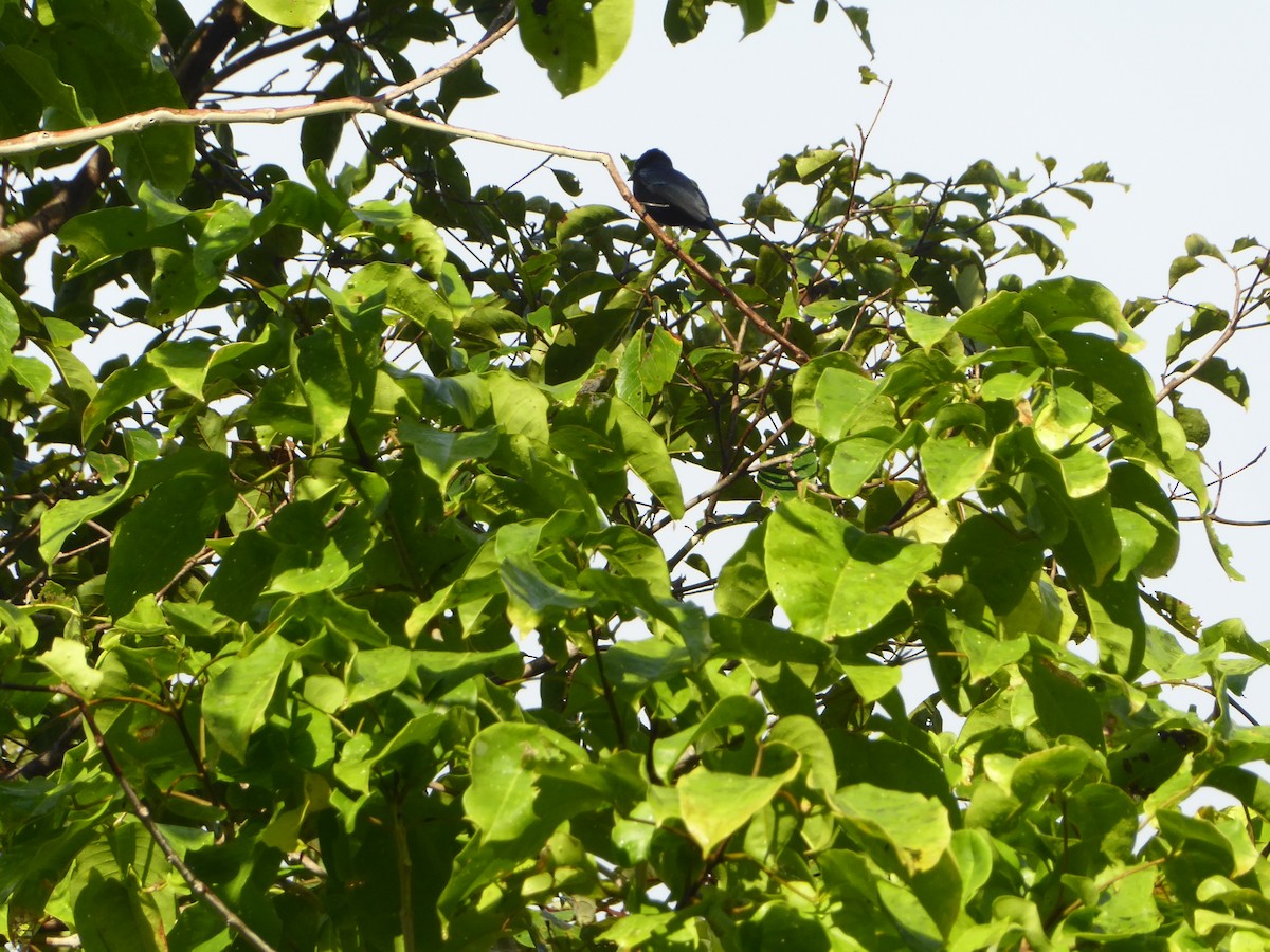 Emperor Fairywren - ML621878659