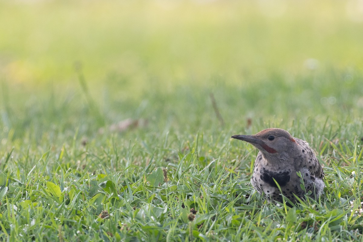 Northern Flicker - ML621878662