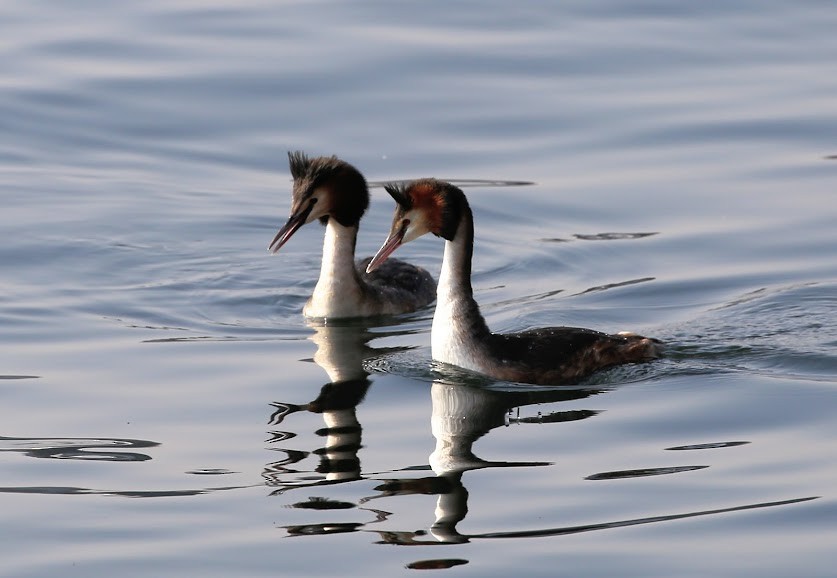 Great Crested Grebe - Kevin Sarsfield