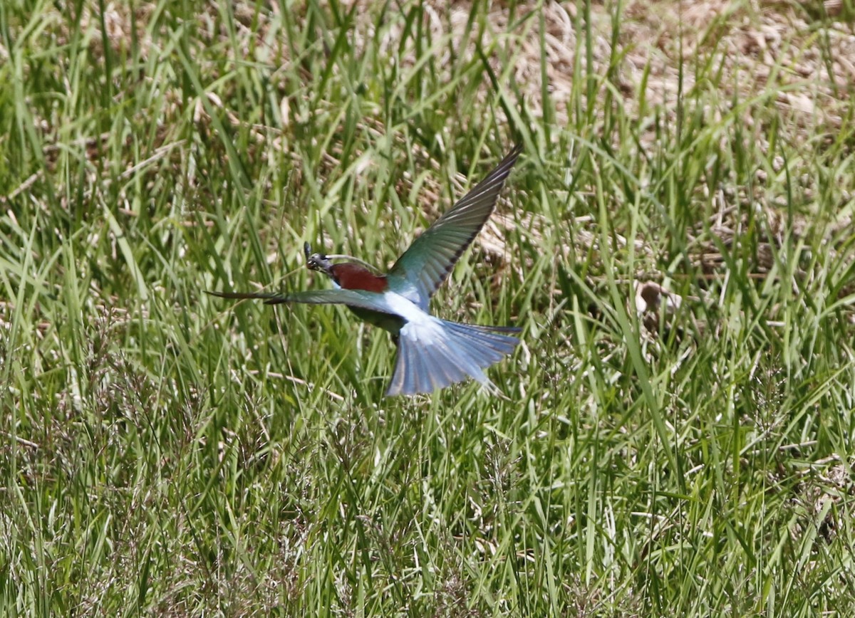 Blue-throated Bee-eater - ML621878683