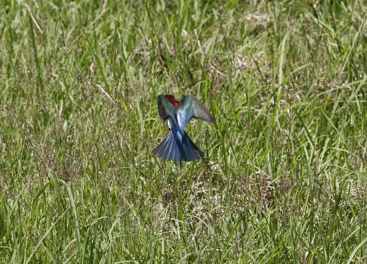 Guêpier à gorge bleue - ML621878684