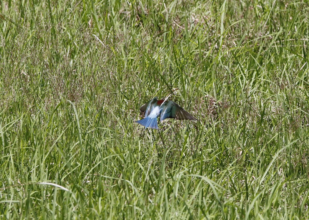 Guêpier à gorge bleue - ML621878685