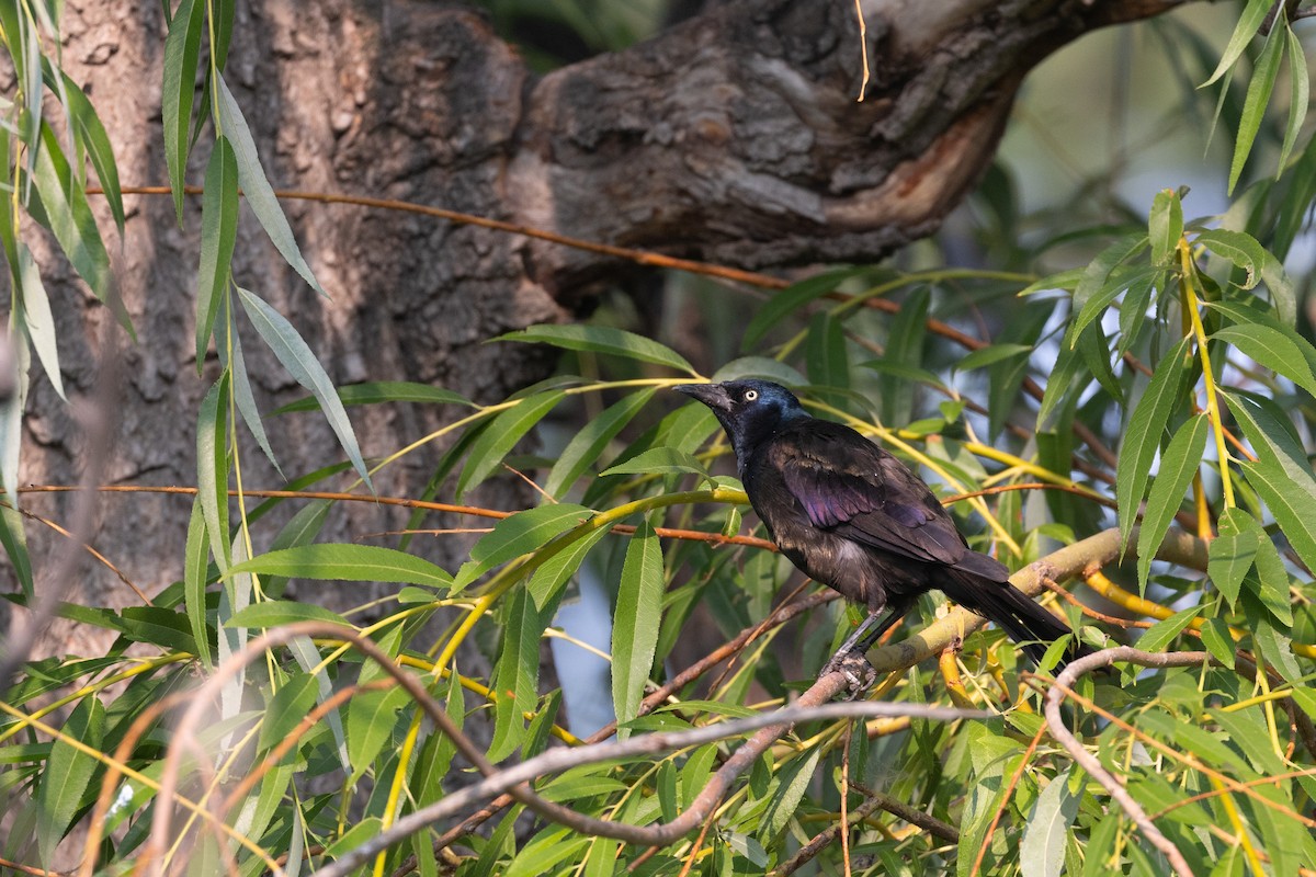 Common Grackle - ML621878686