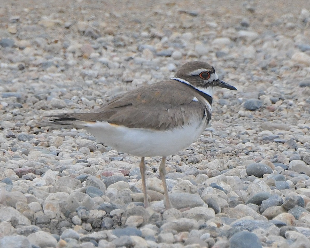 Killdeer - ML621878687