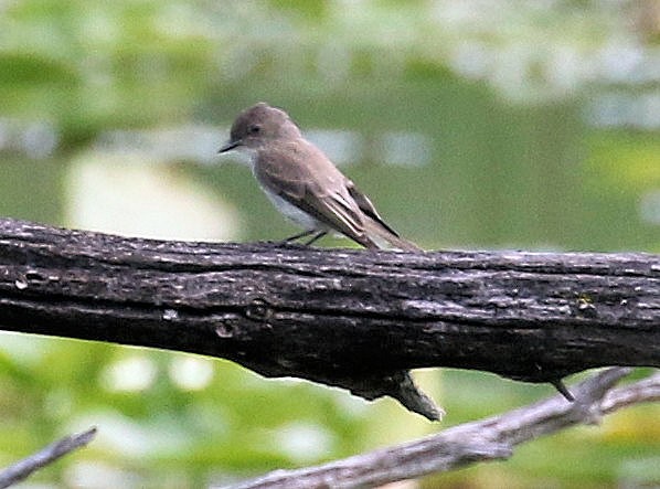 Eastern Phoebe - Kernan Bell