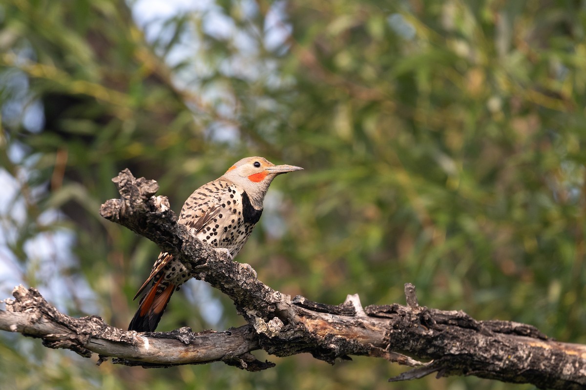 Northern Flicker - ML621878710