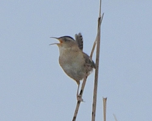 Marsh Wren - ML621878731