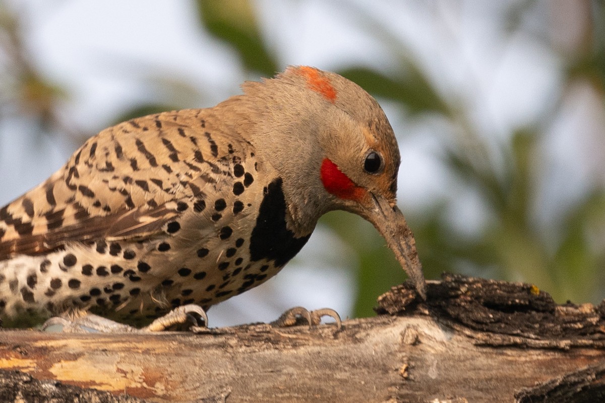 Northern Flicker - ML621878733