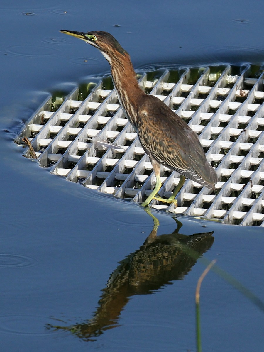 Green Heron - ML621878739