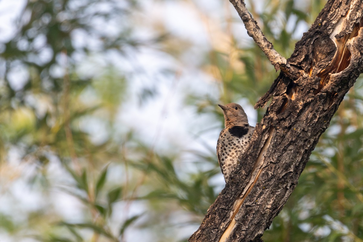 Northern Flicker - ML621878766