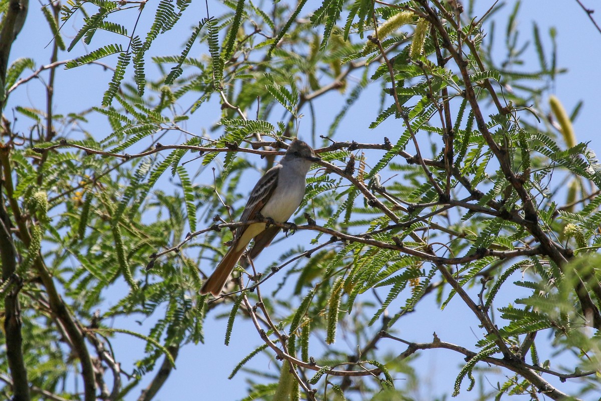 Ash-throated Flycatcher - ML621878770