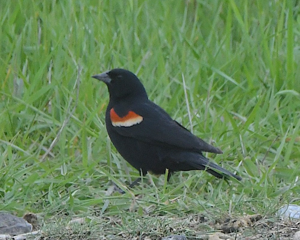 Red-winged Blackbird - ML621878794