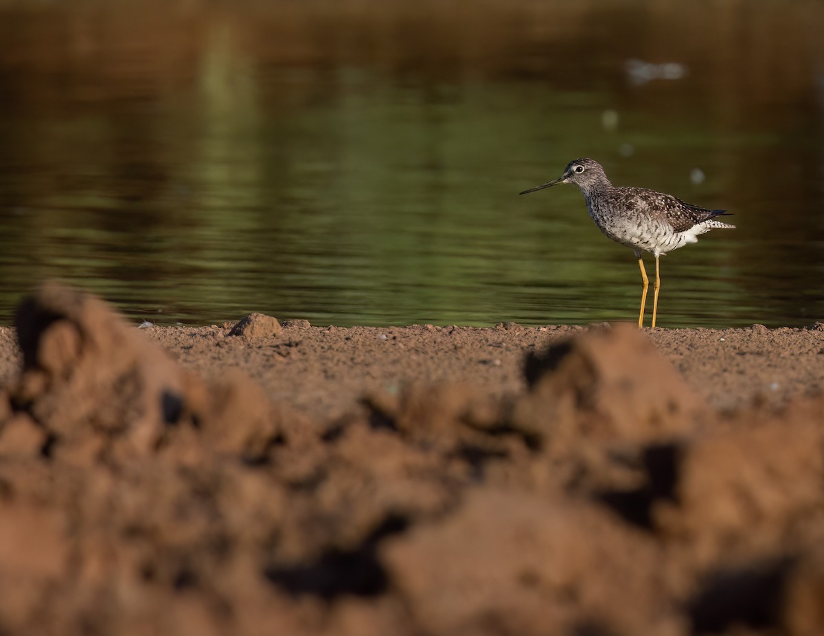 Greater Yellowlegs - Cristina Avila