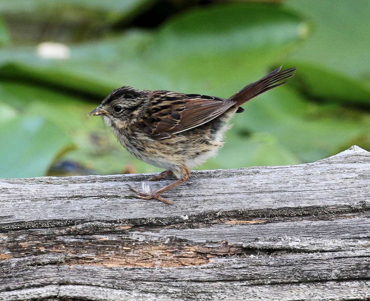 Swamp Sparrow - Kernan Bell