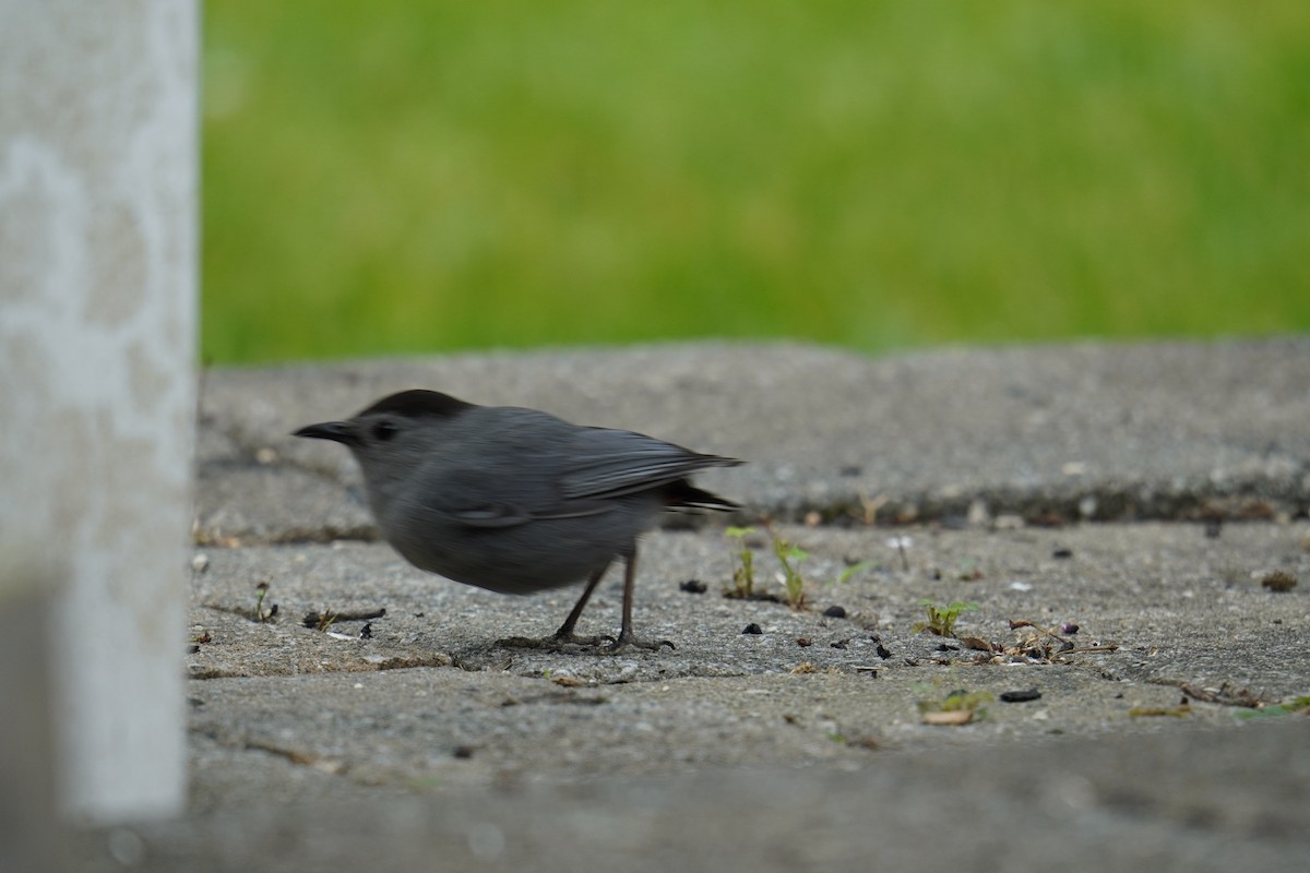 Gray Catbird - ML621878843