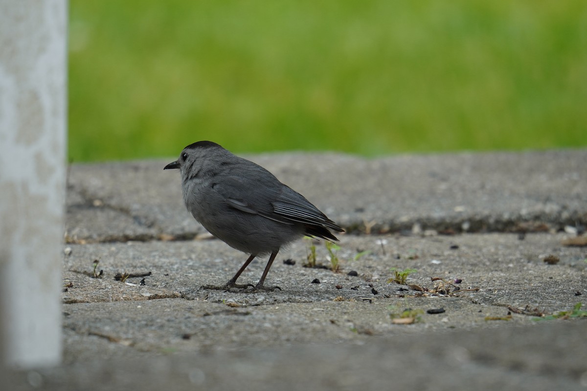 Gray Catbird - ML621878851