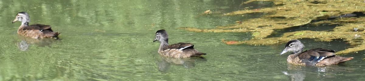 Canard branchu - ML621878853