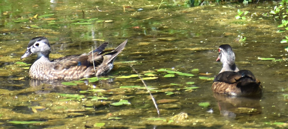 Canard branchu - ML621878855