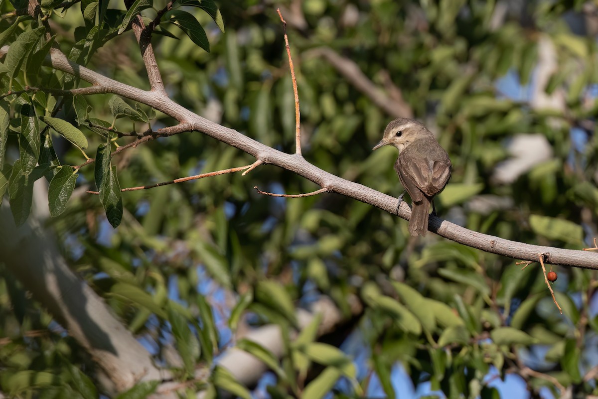 Vireo Gorjeador (grupo swainsoni) - ML621878856