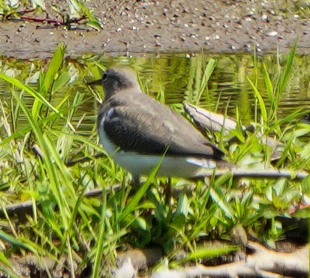 Spotted Sandpiper - ML621878862