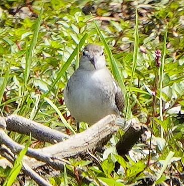 Spotted Sandpiper - Mark McConaughy