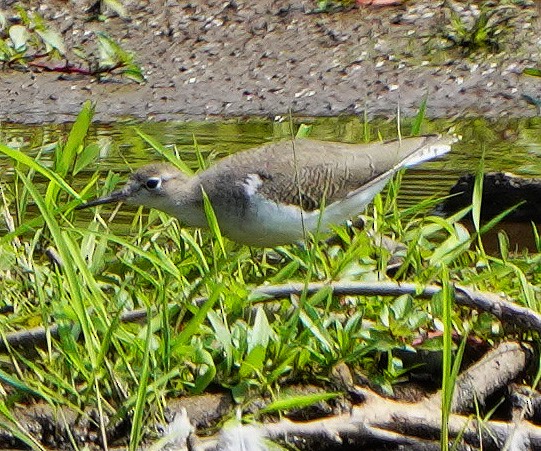 Spotted Sandpiper - ML621878864