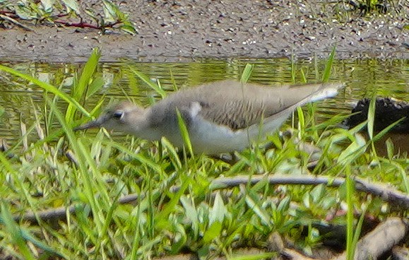 Spotted Sandpiper - ML621878865