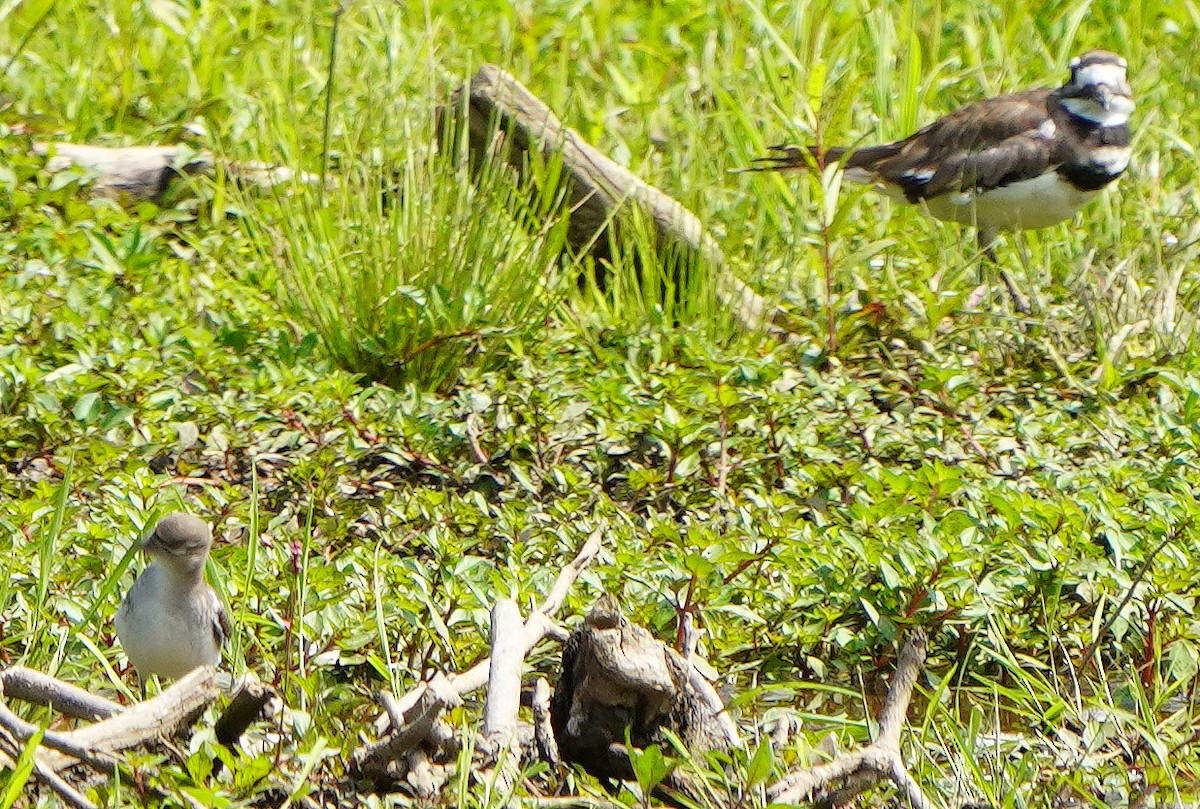 Spotted Sandpiper - ML621878866