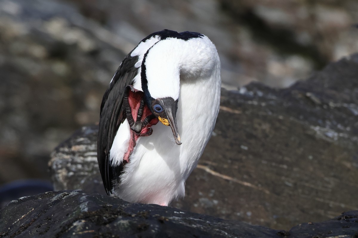 South Georgia Shag - ML621878874