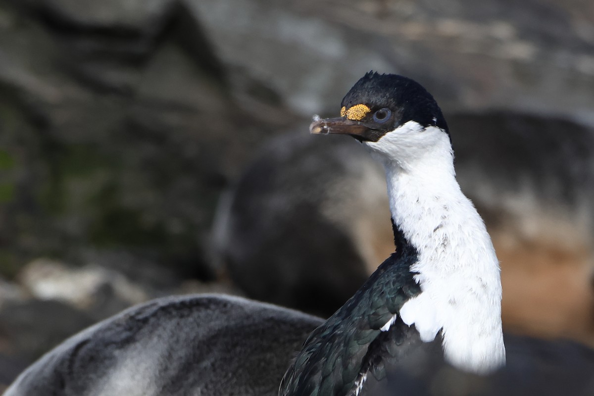 South Georgia Shag - ML621878875