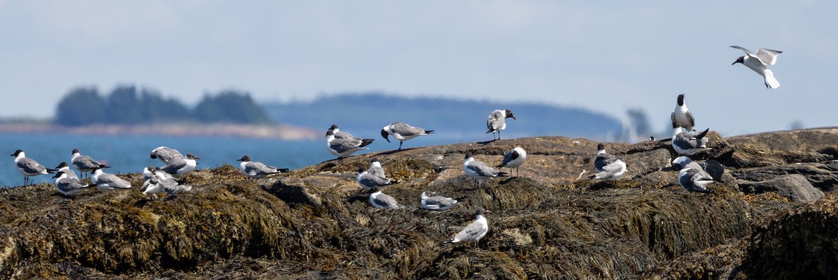 Laughing Gull - ML621878884