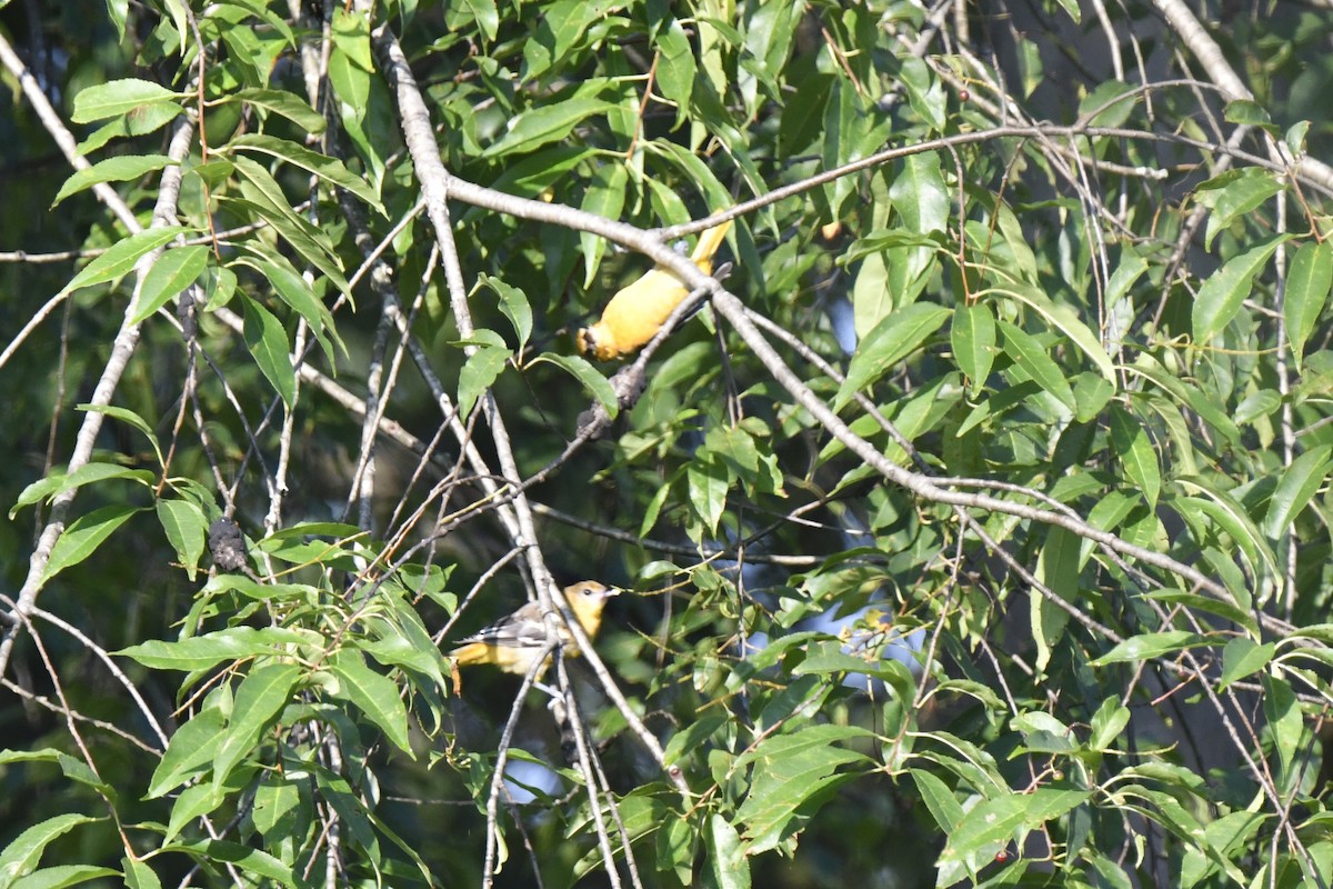 Baltimore Oriole - ML621878902