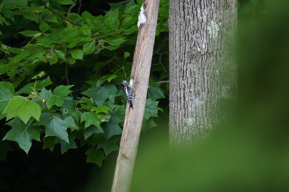 strakapoud osikový (ssp. pubescens/medianus) - ML621878908