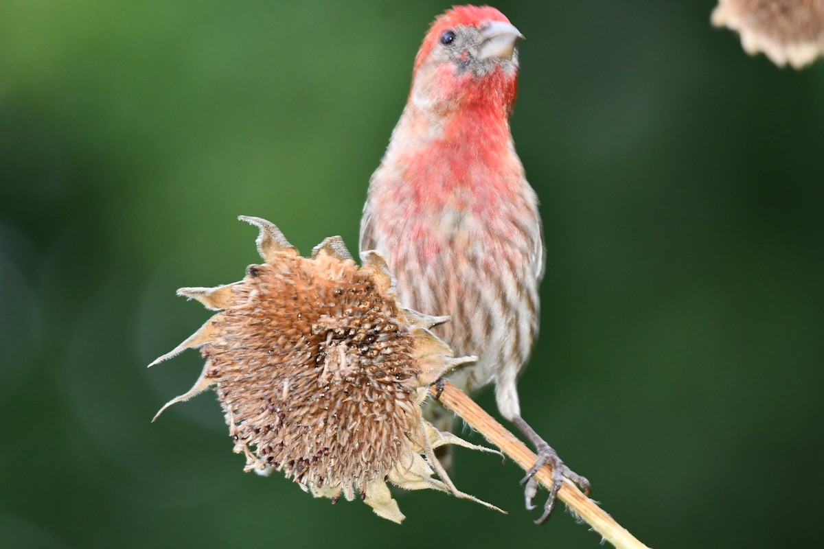 House Finch - Carmen Ricer