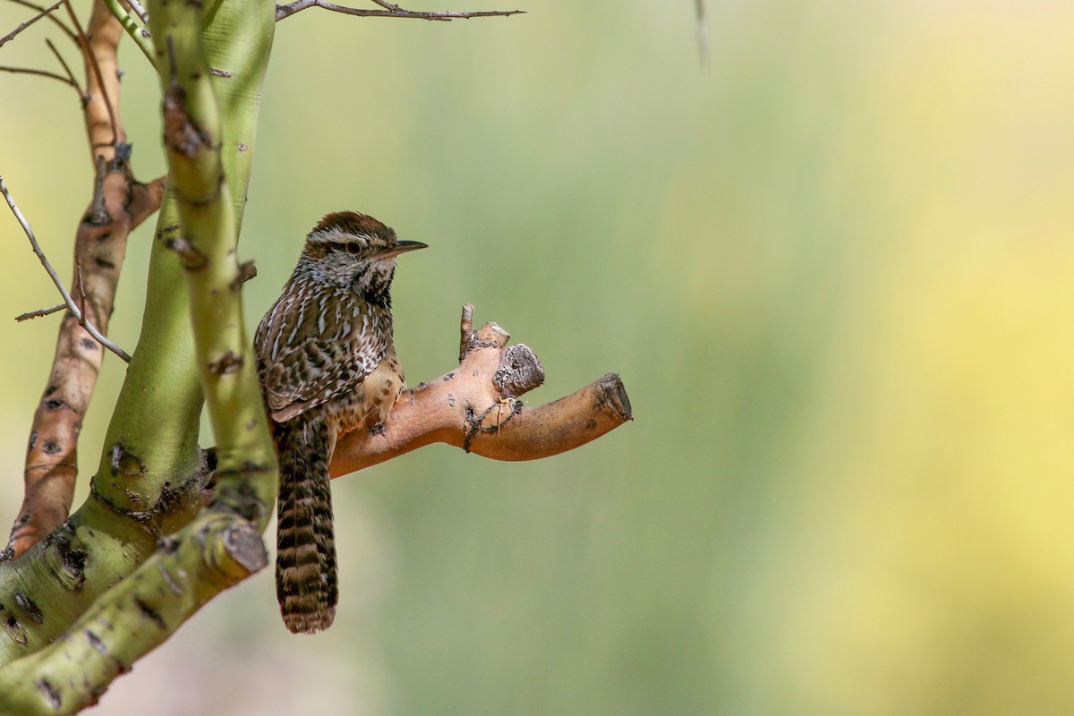 Cactus Wren - ML621878925