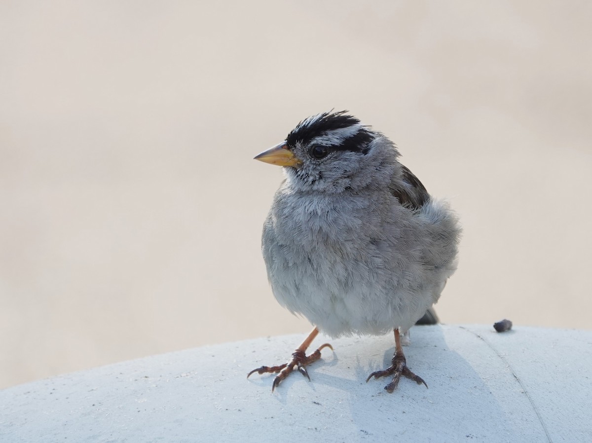 White-crowned Sparrow - ML621878941