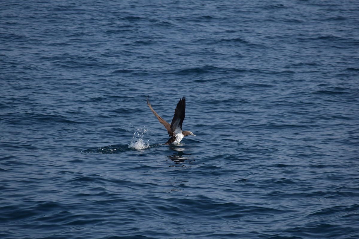 Brown Booby - ML621878950