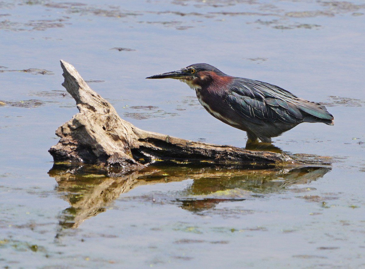 Green Heron - ML621878958