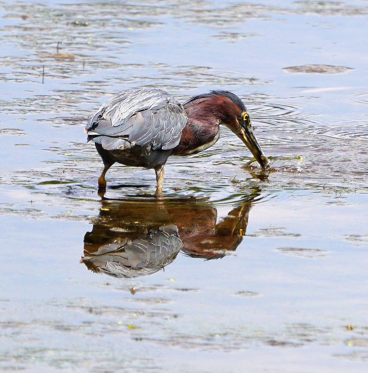 Green Heron - ML621878959